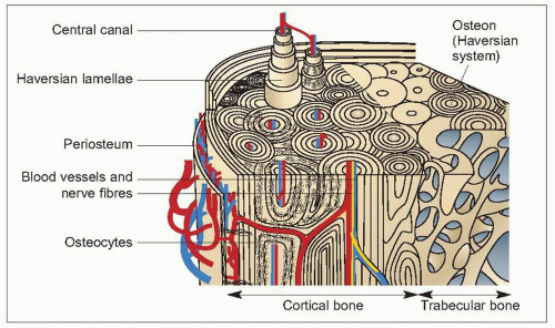 Строение остеона рисунок. Матрикс кости. Young's Module of the cortical Bone. Bone Matrix Organic Mater.