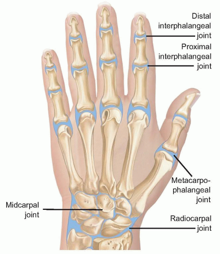 interphalangeal joints