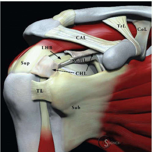 Biceps Instability and Tendinitis | Musculoskeletal Key