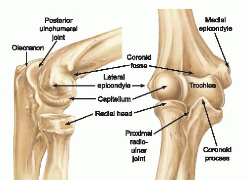 Elbow Anatomy - Human Anatomy