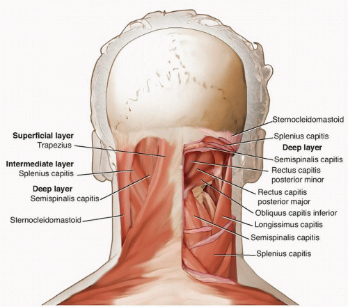 lateral neck muscles