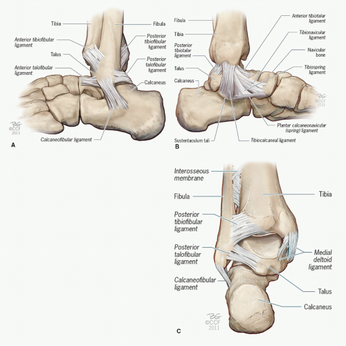 Acute Ankle Conditions | Musculoskeletal Key