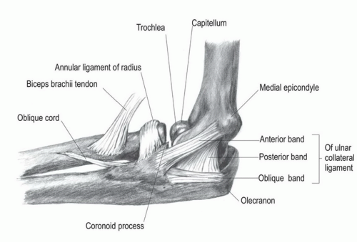 Ulnar Collateral Ligament Anatomy
