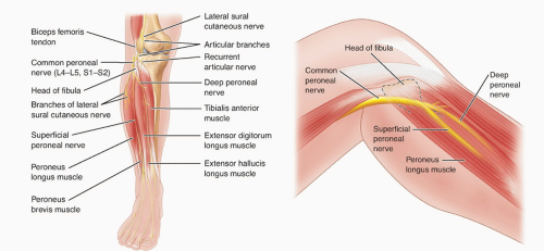 Lower Extremity Nerve Entrapment | Musculoskeletal Key