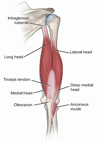 Triceps Tendon Ruptures | Musculoskeletal Key