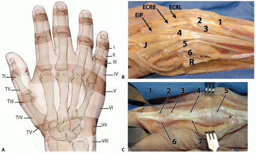 extensor compartment of wrist