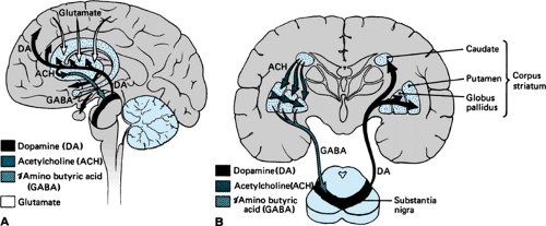 sagittal brain basal ganglia