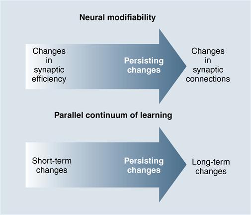 Motor Control, Motor Learning, and Neural Plasticity in Orthotic 