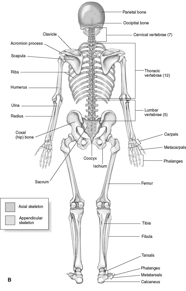 Скелет человека спина. Строение костей анатомия.