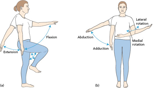 Anatomical Terms Of Movement Flexion Rotation TeachMeAnatomy