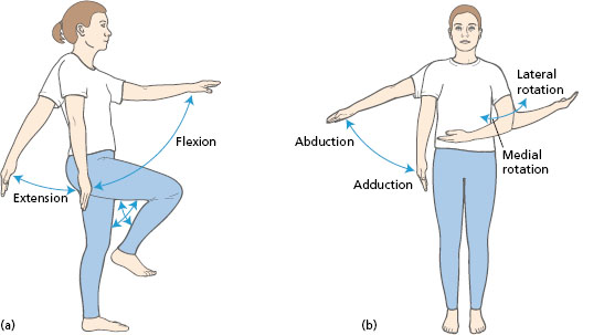 Institute of Nutrition and Fitness Sciences - Flexion vs Extension