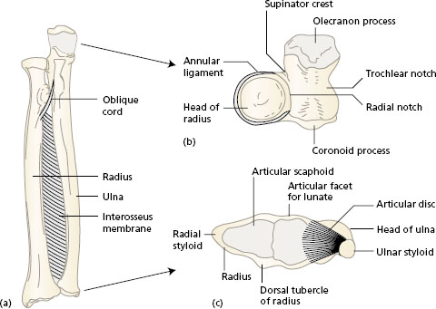 Supination/pronation of the forearm and hand occurs at which of