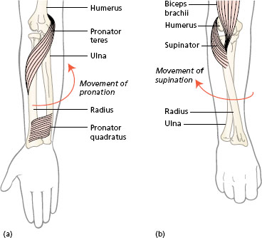 Is pronation/supination a movement part of the wrist or the