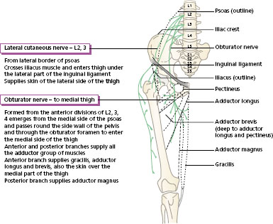 Lower Body Nerves Anatomy : Nerve Supply Of The Lower Limb