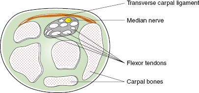 c1-fig-0001