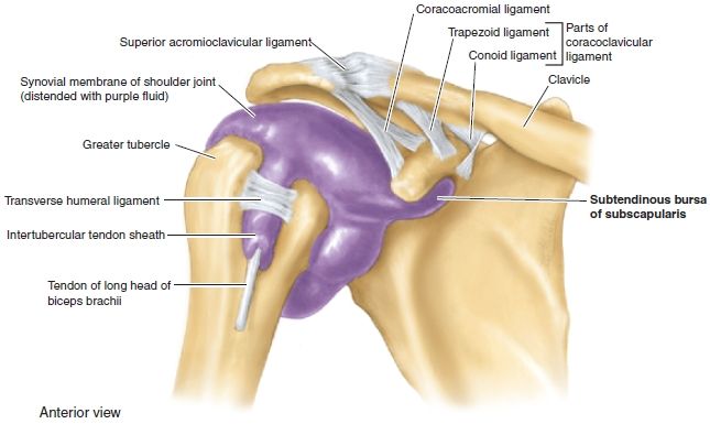 Shoulder  Musculoskeletal Key