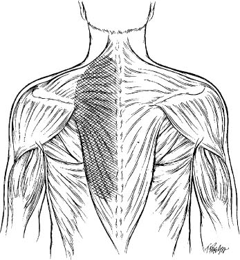 General Principles of Shoulder Examination | Musculoskeletal Key
