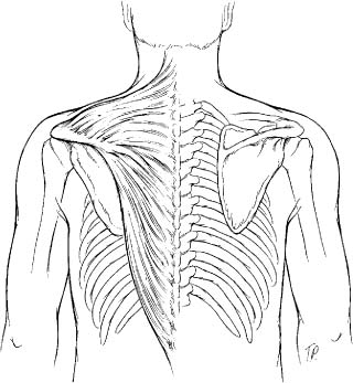 Strength Testing | Musculoskeletal Key