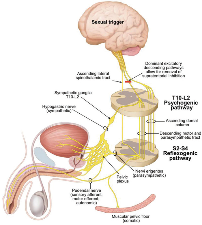 Sexuality And Fertility After Spinal Cord Injury Musculoskeletal Key