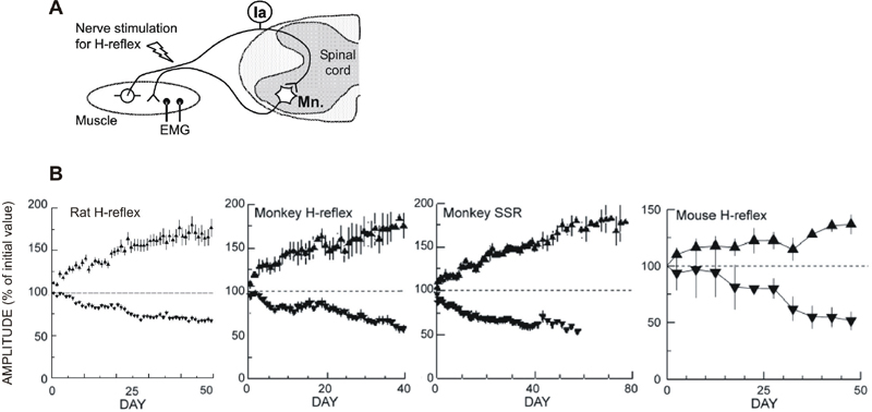 Operant Conditioning of Spinal Reflexes to Improve  Motor  