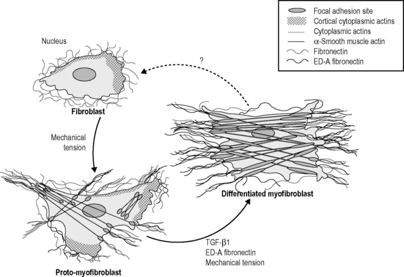 Fascia is alive: How cells modulate the tonicity and architecture of ...