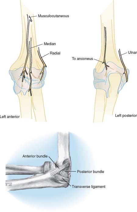 Anatomy of the Elbow Joint | Musculoskeletal Key