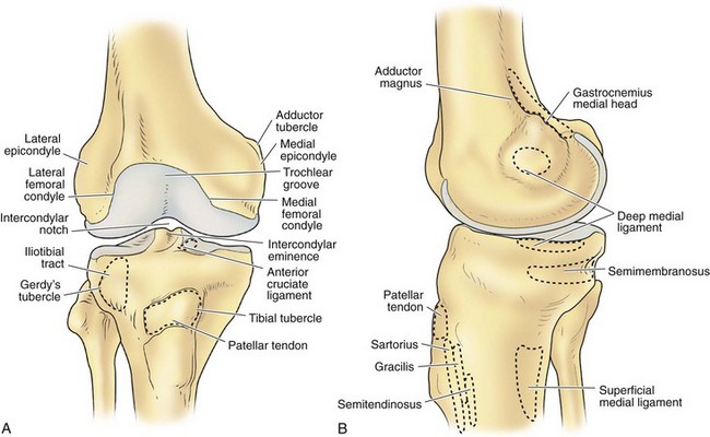 sulcus terminalis lateral femoral condyle