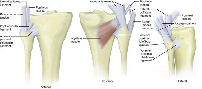proximal and distal tibiofibular joint
