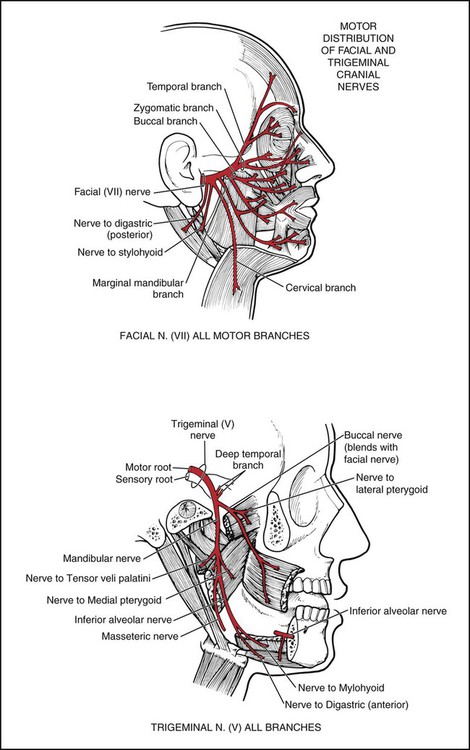 Assessment of Muscles Innervated by Cranial Nerves: Jacqueline