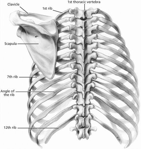 Thoracic Vertebrae: Anatomy, Function And Definition Kenhub, 58% OFF