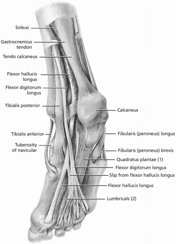 Foot and Ankle  Musculoskeletal Key