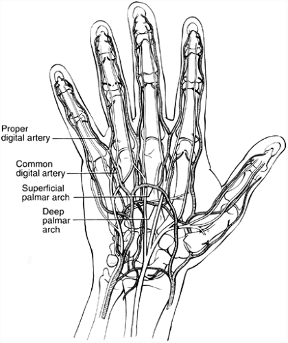 Ulnar Artery: Anatomy, Function, and Significance