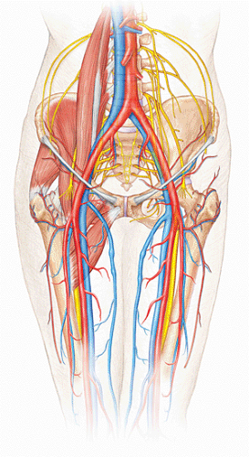 Anatomy and Kinematics of the Hip | Musculoskeletal Key