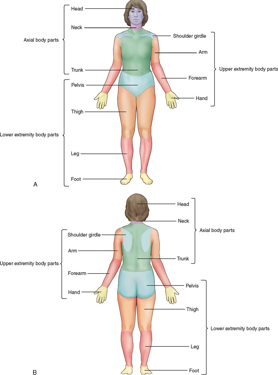 human-body-parts-anatomy-with-basic-physiological-division-outline