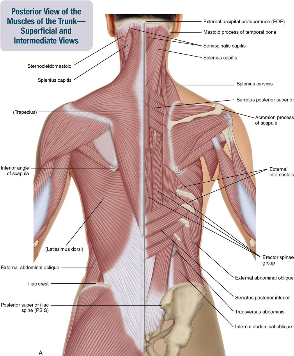 Muscles Of The Spine And Rib Cage Musculoskeletal Key