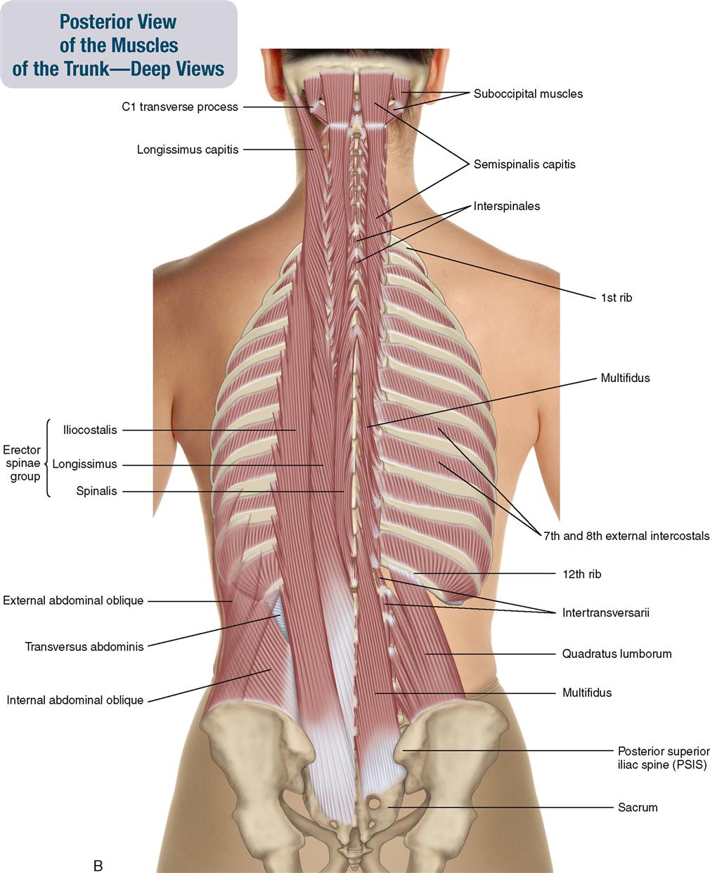 transversospinalis origin and insertion