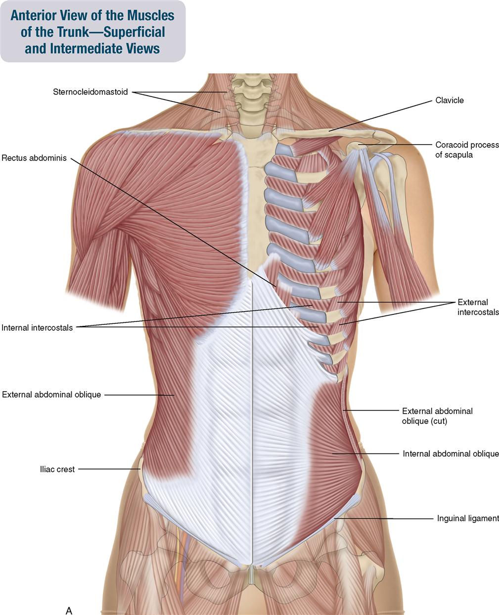 muscles around rib cage