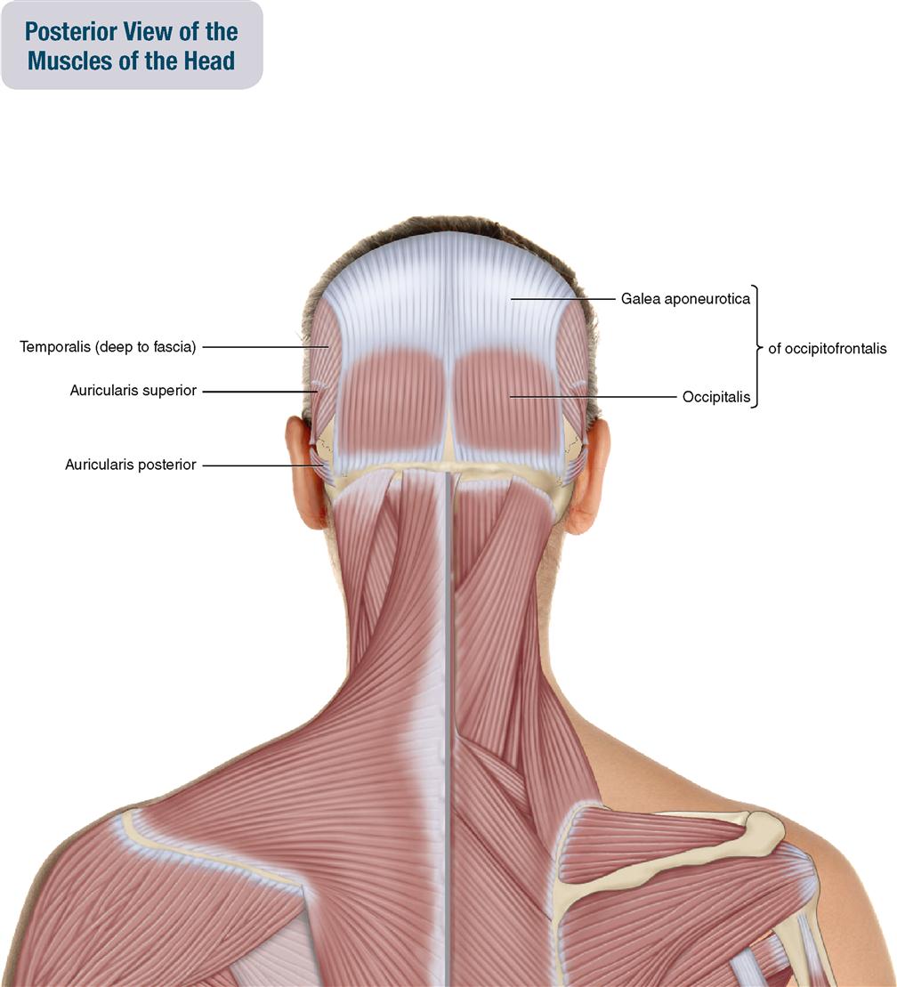 9. Muscles of the Head