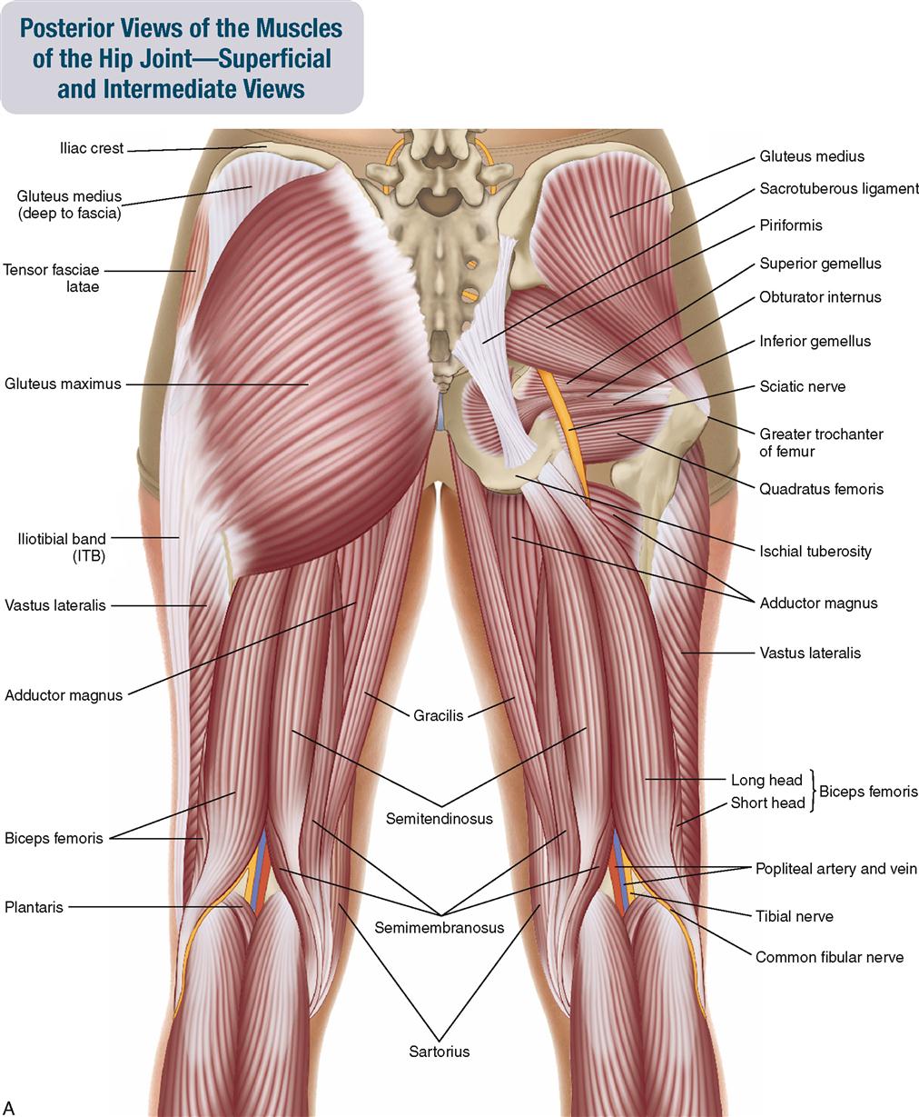 10. Muscles of the Pelvis and Thigh