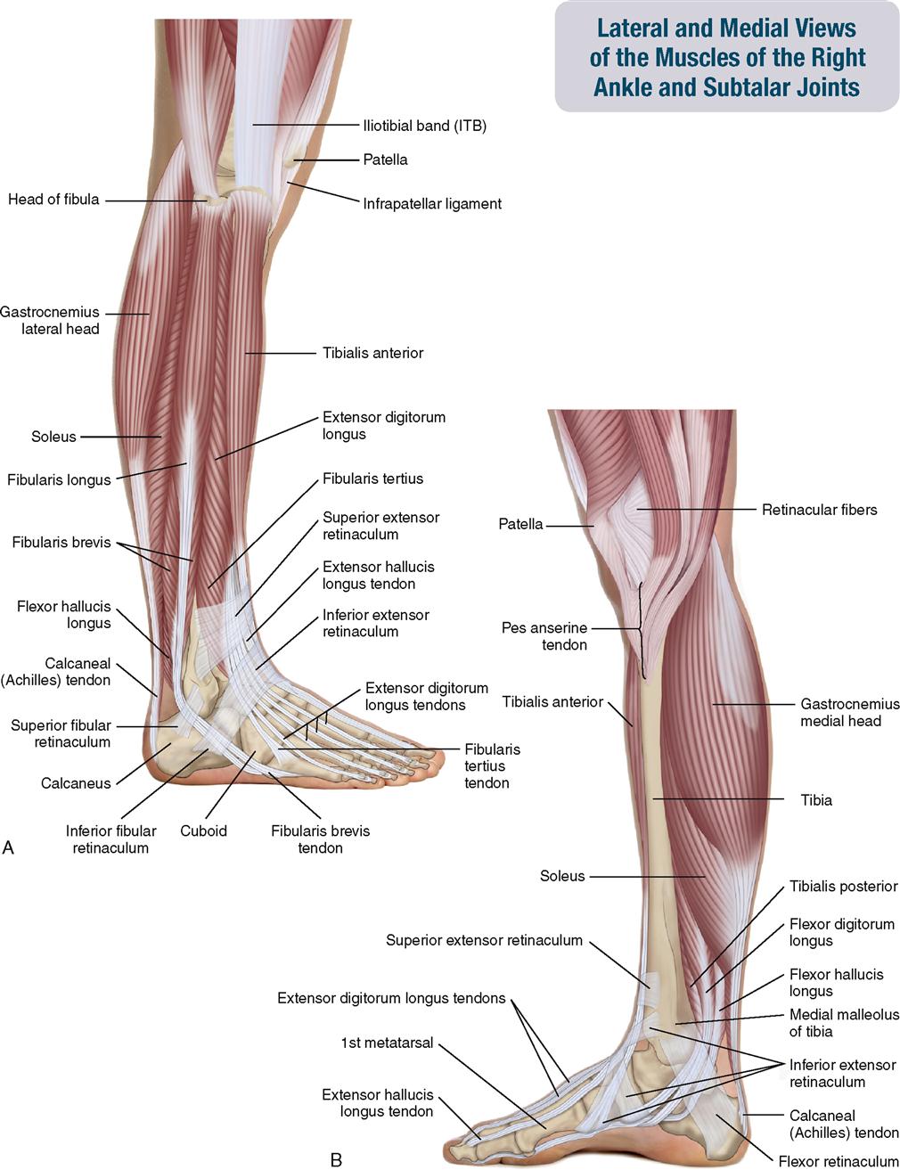 compartments of leg and foot