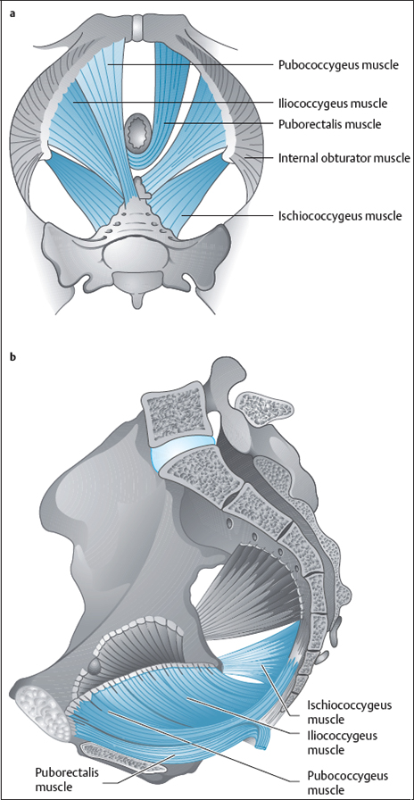 Pubococcygeus Muscle Pubococcygeus Muscle