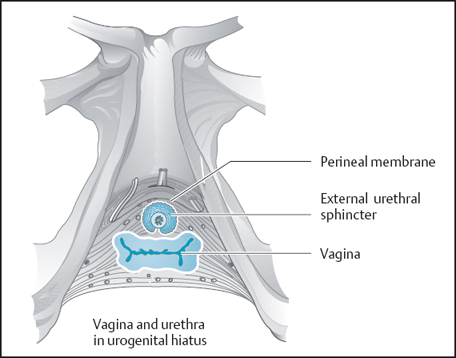 levator ani muscle