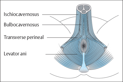perineal massage for men