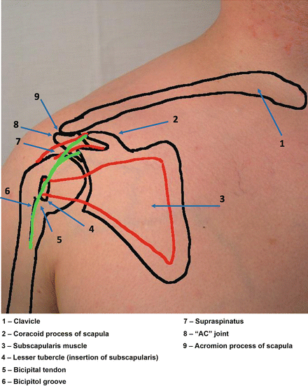 the-shoulder-musculoskeletal-key