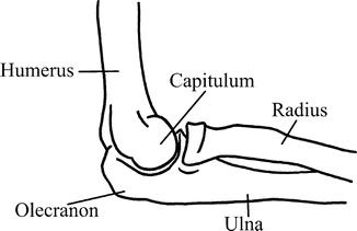 The Elbow | Musculoskeletal Key