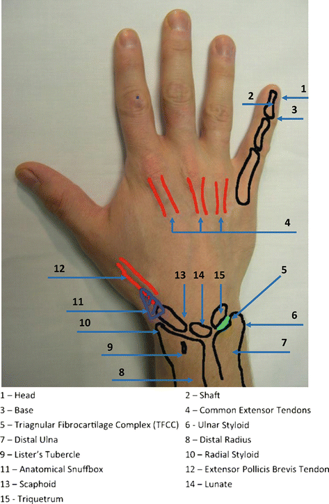 wrist surface anatomy