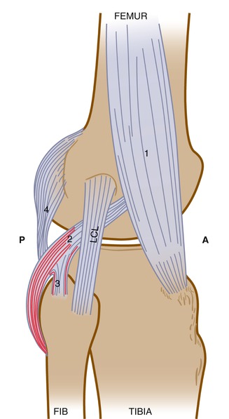 A215070_1_En_4_Fig1_HTML.jpg