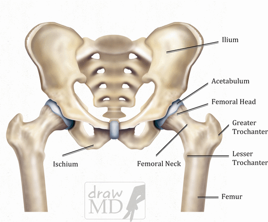 Lower Extremity Pain 