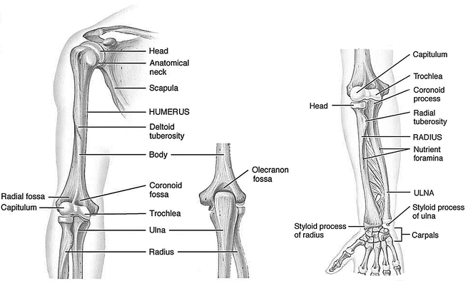 Upper limb  Musculoskeletal Key