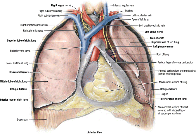 Mediastinum - Heart and Lungs